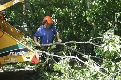 tree services Cold Spring Harbor